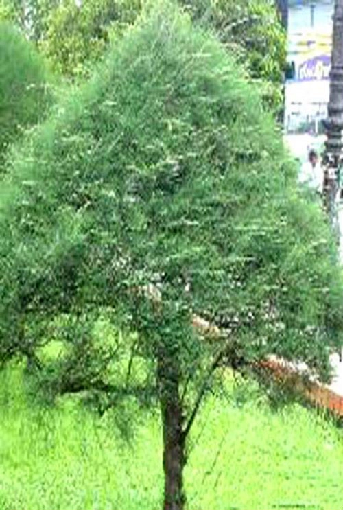5 loại cây xui xẻo không trồng trong vườn nhà