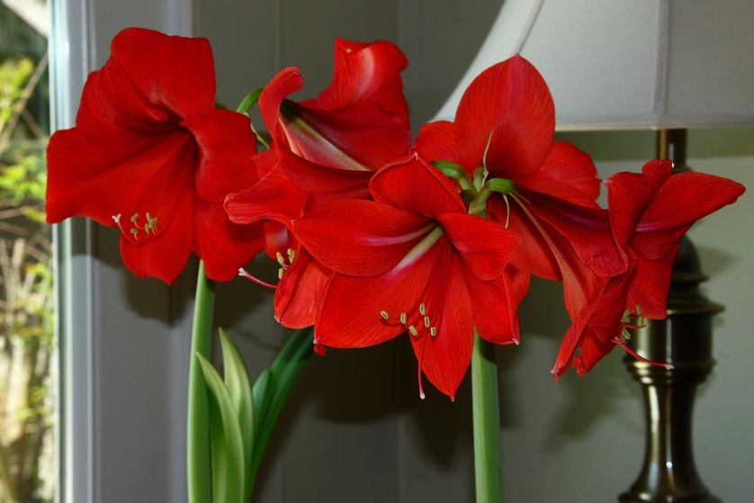 5 loài hoa nở bung rực rỡ khi đông sang