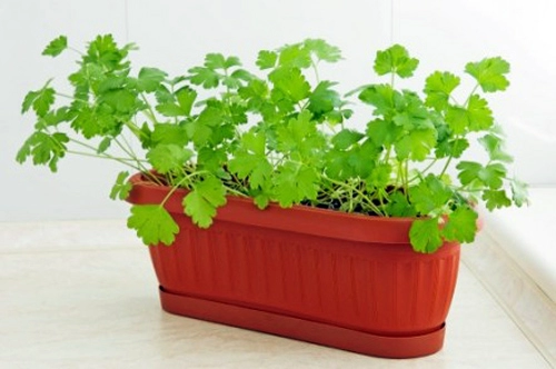 8 loại rau củ lý tưởng trồng trong nhà