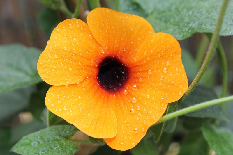 9 loài hoa treo giỏ rực rỡ nhất dễ trồng nhất trong nhà