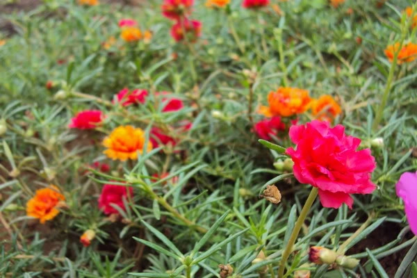9 loài hoa treo giỏ rực rỡ nhất dễ trồng nhất trong nhà