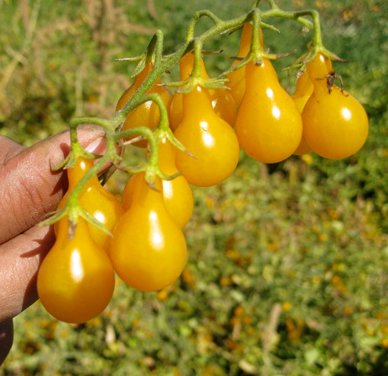 Bày cách trồng cà chua đen và cà chua lê lạ mắt