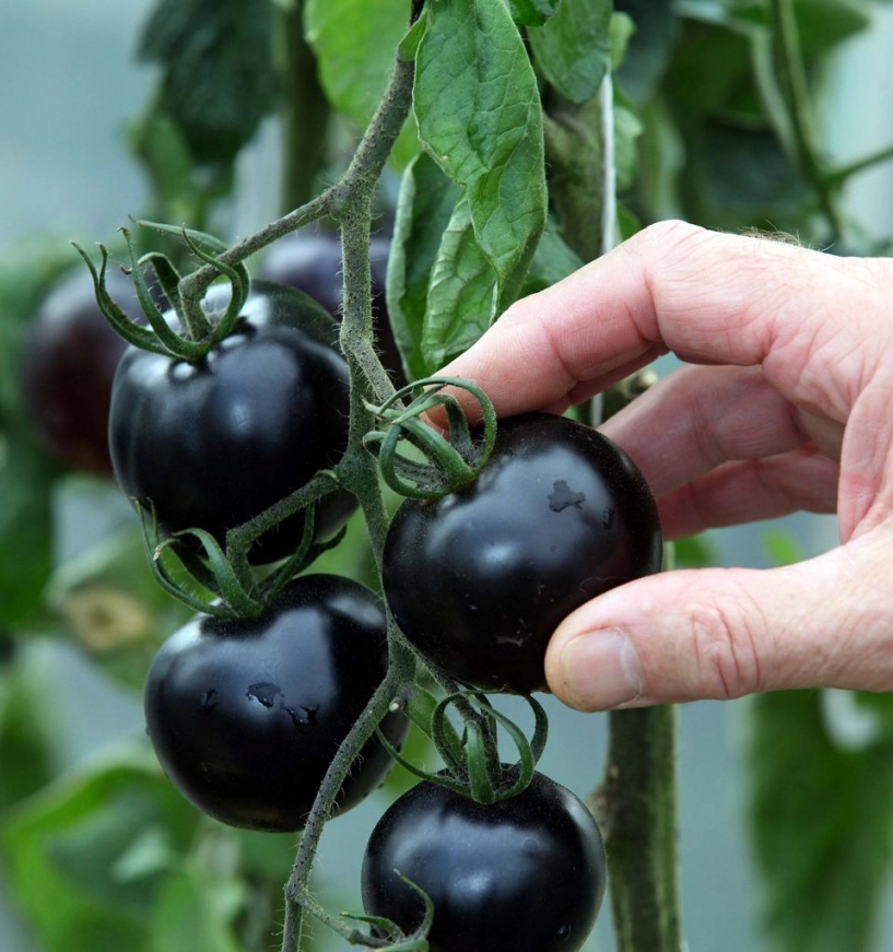 Bày cách trồng cà chua đen và cà chua lê lạ mắt