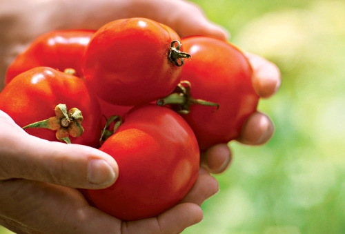 Bí kíp trồng cà chua siêu ngon vào mùa hè