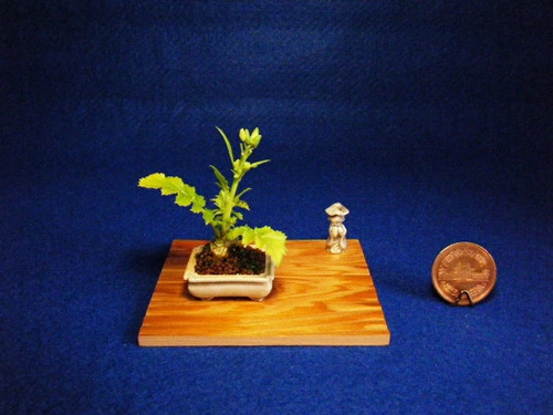 Bonsai siêu nhỏ 3cm dễ thương cho bàn trà