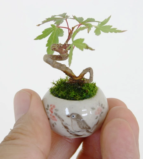 Bonsai siêu nhỏ 3cm dễ thương cho bàn trà