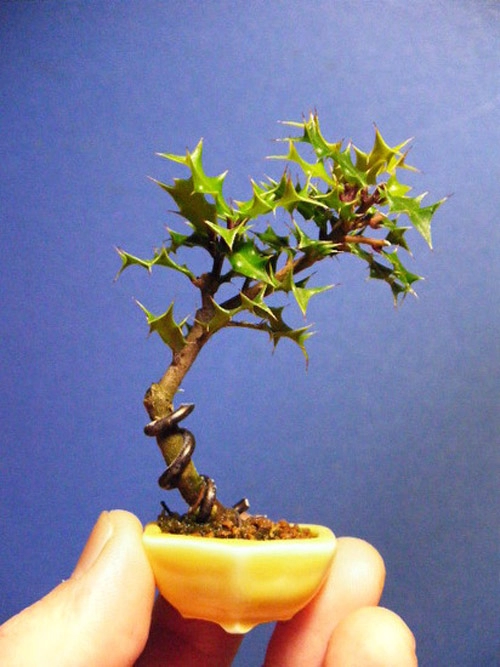 Bonsai siêu nhỏ 3cm dễ thương cho bàn trà