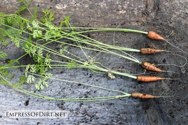 Cà rốt tiên trồng lọ kính ăn ngon ngắm thích