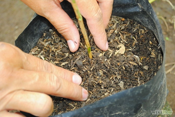 Các bước trồng cây tại nhà theo phương pháp giâm cành