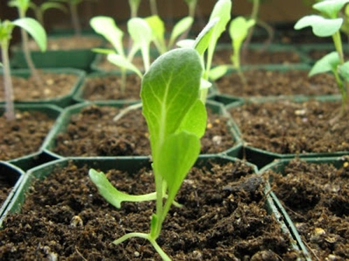 Cách trồng rau xà lách đơn giản từ hạt
