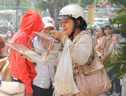 Cái chết bi thương của chim phóng sinh mùa vu lan