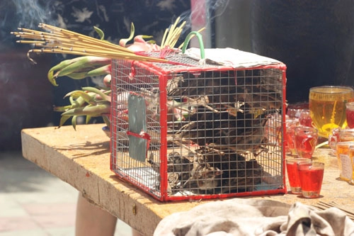 Cái chết bi thương của chim phóng sinh mùa vu lan