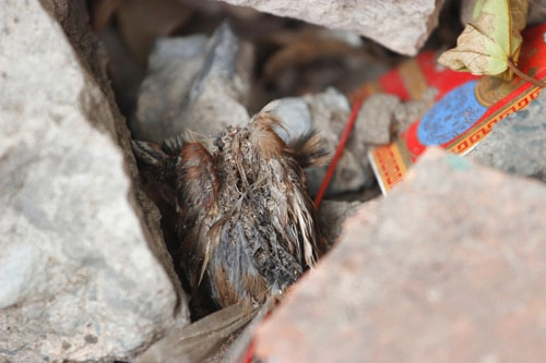 Cái chết bi thương của chim phóng sinh mùa vu lan