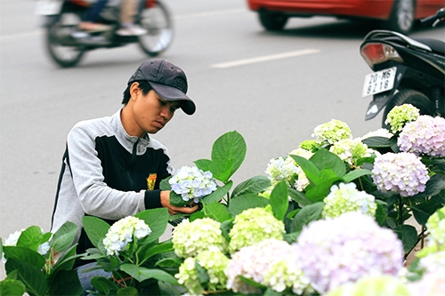 Cẩm tú cầu 40000 đồng tràn ngập khắp phố phường