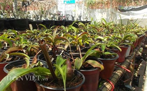 Cây ăn thịt quyến rũ dân sài thành