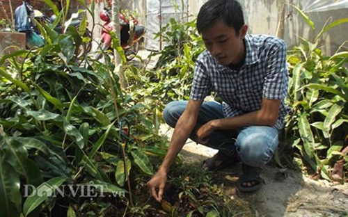 Cây ăn thịt quyến rũ dân sài thành