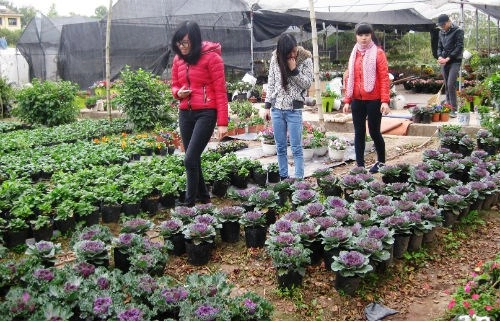 Chị em đua nhau săn hoa hồng sa mạc giảm béo đẹp nhà