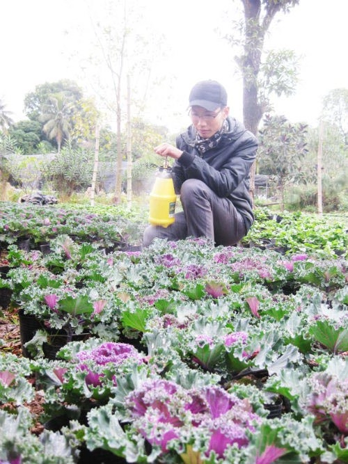 Chị em đua nhau săn hoa hồng sa mạc giảm béo đẹp nhà
