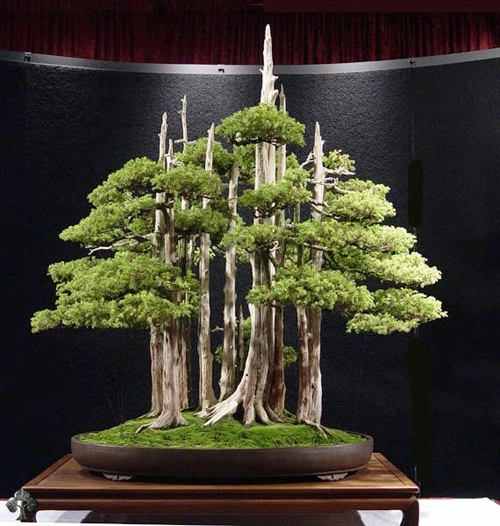 Chiêm ngưỡng mẫu bonsai đẹp nhất thế giới