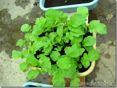 Củ cải đỏ trồng chậu trong 1 tháng cho bé tha hồ ăn