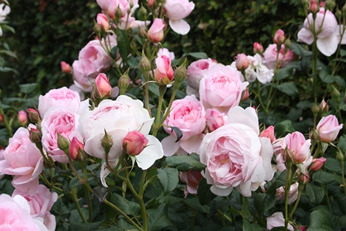 Da trắng hồng nhờ các loài hoa