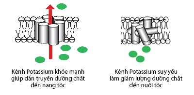 Đi tìm thủ phạm gây rụng tóc ở nữ