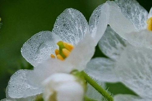 Độc đáo hoa trắng chuyển trong suốt khi trời mưa