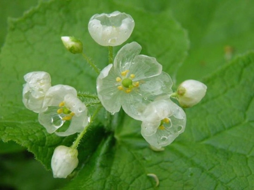 Độc đáo hoa trắng chuyển trong suốt khi trời mưa