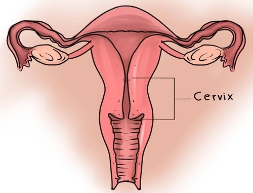 Dù chưa từng nhìn thấy cổ tử cung nhưng đây là 10 điều bạn cần biết