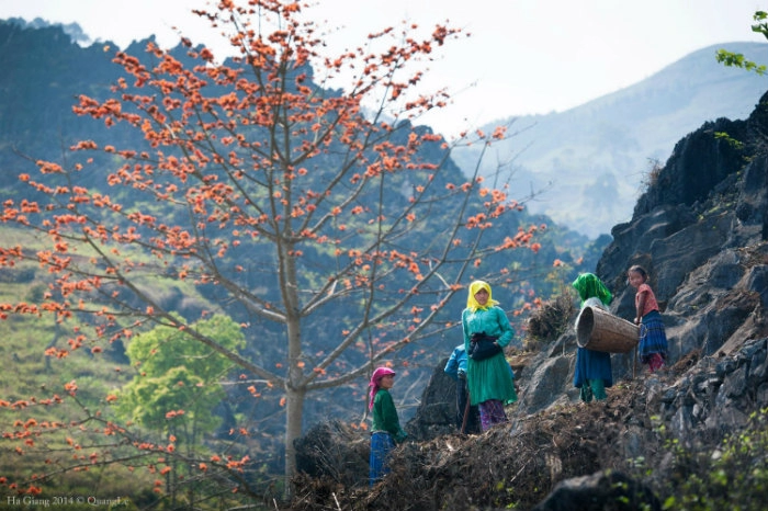 Du lịch hà giang tháng nào để ngắm mùa hoa là đẹp nhất 