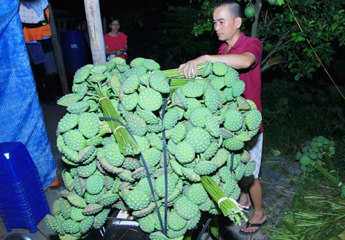 Hạt sen đã vào mùa