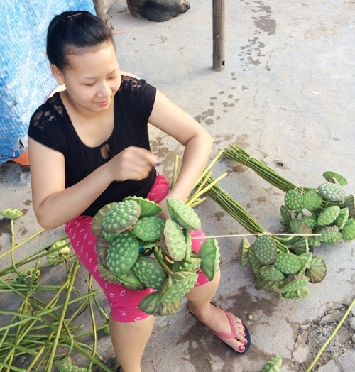 Hạt sen đã vào mùa