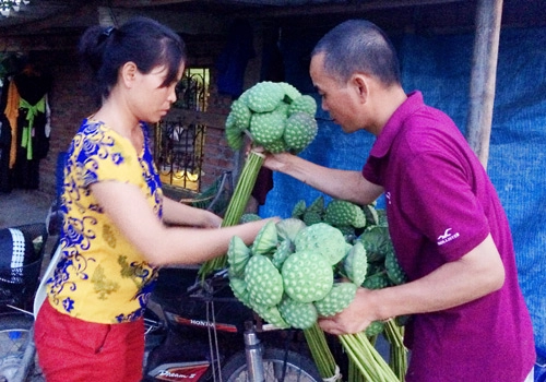 Hạt sen đã vào mùa