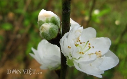 Hoa đào trắng tinh khiết sẽ xuất hiện tại chợ hoa thủ đô