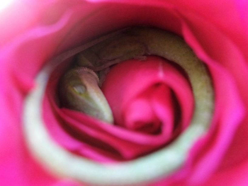 Hoảng hốt phát hiện thằn lằn xanh núp giữa bông hồng đỏ