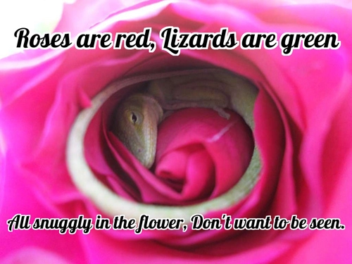 Hoảng hốt phát hiện thằn lằn xanh núp giữa bông hồng đỏ