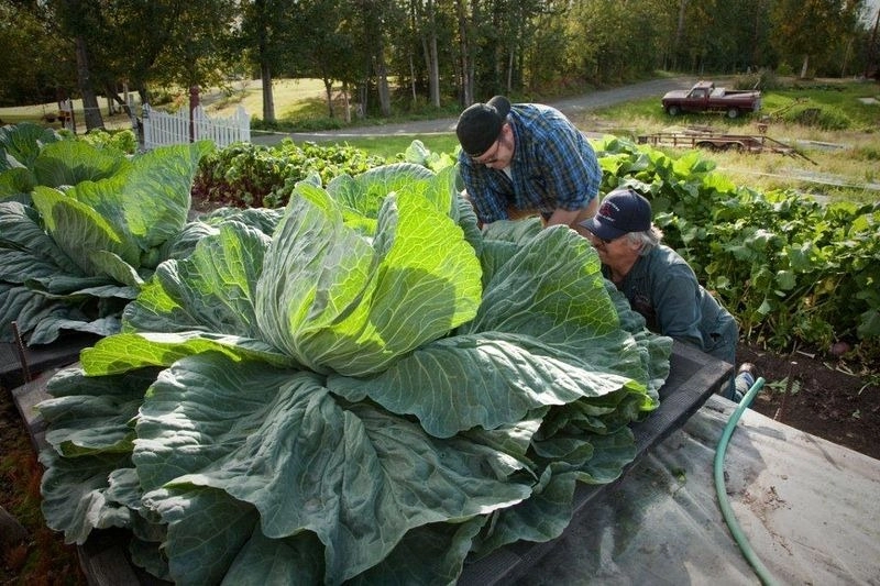 Học bí quyết trồng rau củ quả khổng lồ của dân alaska