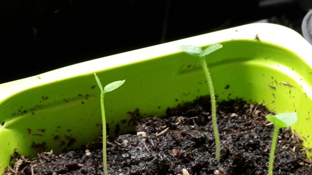 Học cách trồng dưa hấu sọc vàng đang gây sốt xình xịch