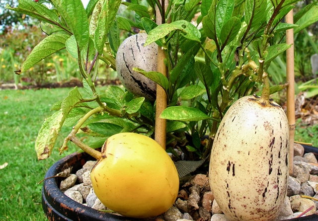 Học cách trồng dưa hấu sọc vàng đang gây sốt xình xịch