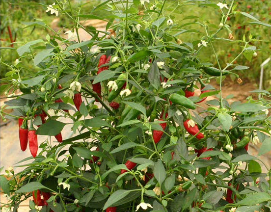 Học trồng ba loại ớt lạ đang oanh tạc vườn nhà việt