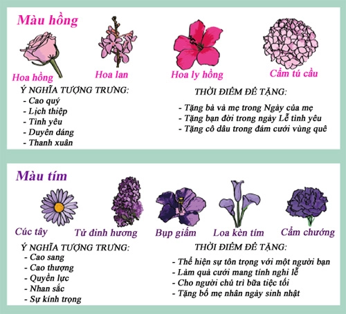 Infographic biểu tượng và ý nghĩa các loại hoa