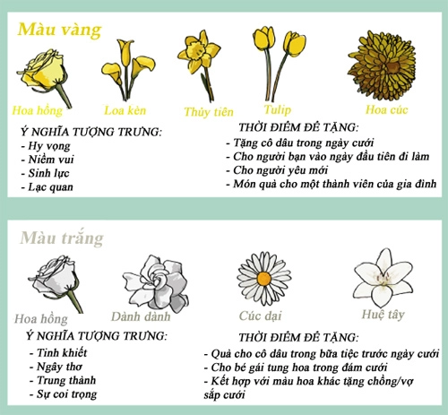 Infographic biểu tượng và ý nghĩa các loại hoa