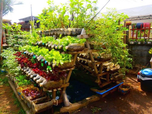Khu vườn dùng hàng trăm chai nhựa để trồng rau