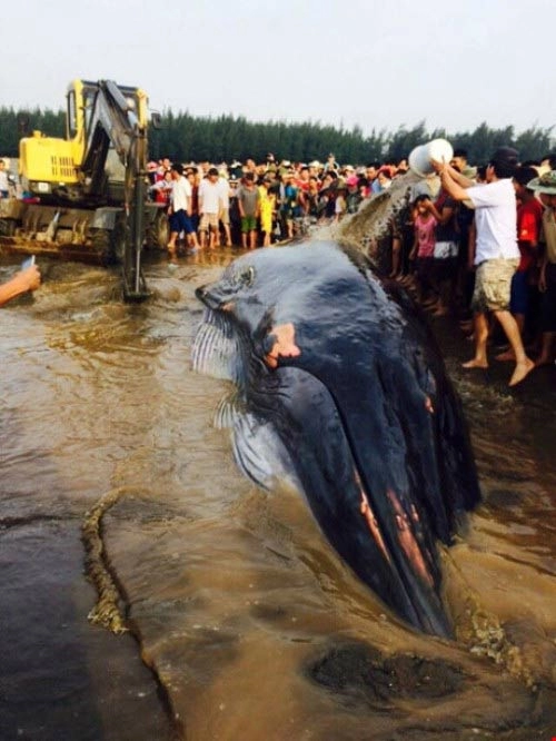 Lý giải nguyên nhân cá voi hơn 10 tấn mắc cạn ở nghệ an