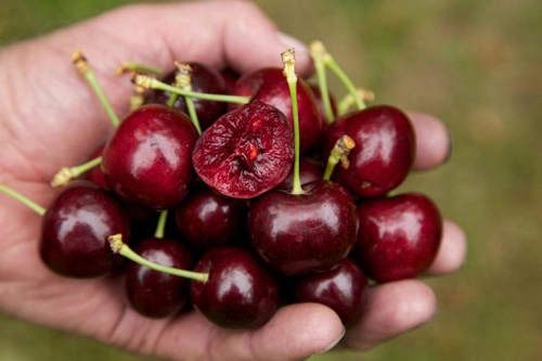 Mách bạn cách trồng cherry sai trĩu quả tại nhà