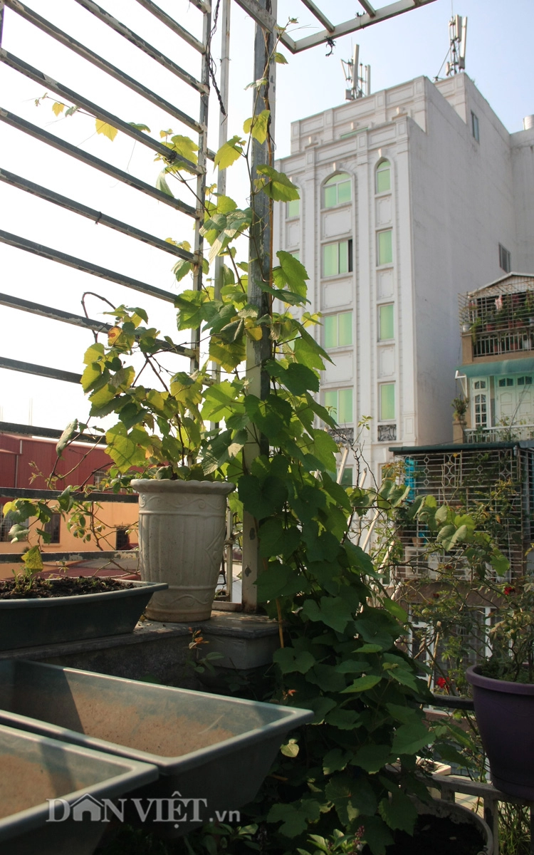 Mãn nhãn vườn quả trĩu trịt trên sân thượng tầng 6 giữa thủ đô