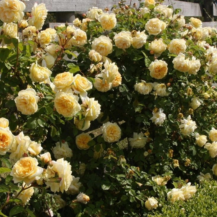 Mê mẩn những loài hoa hồng đẹp nhất trên thế giới
