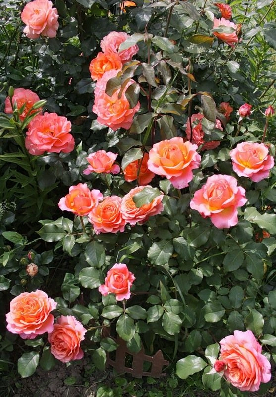 Mê mẩn những loài hoa hồng đẹp nhất trên thế giới