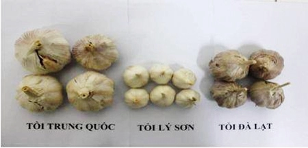 Mẹo phân biệt tỏi việt nam với tỏi trung quốc