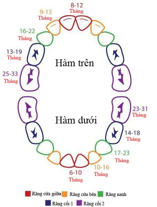 Minh họa trình tự và thời gian mọc răng của bé